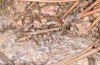 Chorthippus corsicus: Weibchen (Korsika, Corte, Haut-Asco, Ende September 2024) [N]