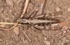 Chorthippus corsicus: Weibchen (Korsika, Corte, Haut-Asco, Ende September 2024) [N]