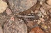 Chorthippus corsicus: Weibchen (Korsika, Corte, Haut-Asco, Ende September 2024) [N]