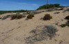 Sphingonotus corsicus: Habitat (SW-Sardinien, Piscinas, Ende September 2018) [N]