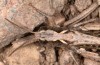 Chorthippus corsicus: Weibchen (Korsika, Corte, Haut-Asco, Ende September 2024) [N]