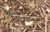 Chorthippus corsicus: Weibchen (Korsika, Albertacce, Col de Vergio, Ende September 2024) [N]