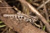 Chorthippus corsicus: Weibchen (Korsika, Albertacce, Col de Vergio, Ende September 2024) [N]