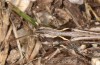 Chorthippus corsicus: Weibchen  (Korsika, Albertacce, Col de Vergio, Ende September 2024) [N]