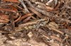 Chorthippus corsicus: Männchen (Korsika, Albertacce, Col de Vergio, Ende September 2024) [N]