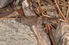Sphingonotus corsicus: Weibchen (Korsika, Corte, Haut-Asco, Ende September 2024) [N]