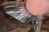 Sphingonotus corsicus: Weibchen (Korsika, Corte, Haut-Asco, Ende September 2024) [N]
