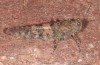 Sphingonotus corsicus: Weibchen (Korsika, Corte, Haut-Asco, Ende September 2024) [N]