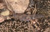 Sphingonotus corsicus: Weibchen (Korsika, Corte, Haut-Asco, Ende September 2024) [N]