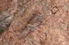 Sphingonotus corsicus: Männchen (Korsika, Corte, Haut-Asco, Ende September 2024) [N]