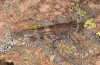 Sphingonotus corsicus: Männchen (Korsika, Corte, Haut-Asco, Ende September 2024) [N]