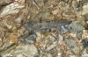 Sphingonotus corsicus: Weibchen (Korsica, Col de Bigorno, Ende September 2024) [N]