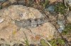 Sphingonotus corsicus: Weibchen (Korsica, Col de Bigorno, Ende September 2024) [N]