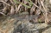 Sphingonotus corsicus: Weibchen (Korsica, Col de Bigorno, Ende September 2024) [N]