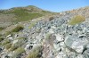Sphingonotus corsicus: Habitat (Korsika, Col de Bigorno, Ende September 2024) [N]