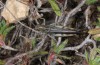 Stenobothrus cotticus: Male (France, Col d'Izoard, 2350m asl, late September 2014) [N]