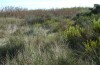 Tropidopola cylindrica: Habitat (W-Sardinien, Küste bei Arborea, Ende September 2018) [N]