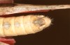 Oedipoda cynthiae: Männchen (S-Italien, Apulien, Alto Murge, Anfang Oktober 2023) [M]