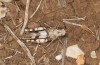 Oedipoda cynthiae: Weibchen (S-Italien, Apulien, Alto Murge, Anfang Oktober 2023) [N]
