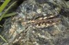 Omocestus defauti: Weibchen (Korsika, Col de Bigorno, Ende September 2024) [N]
