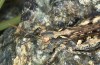 Omocestus defauti: Weibchen (Korsica, Col de Bigorno, Ende September 2024) [N]