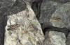 Omocestus defauti: Pärchen (Korsica, Col de Bigorno, Ende September 2024) [N]