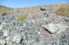 Omocestus defauti: Habitat (Korsika, Col de Bigorno, Ende September 2024) [N]