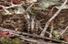 Omocestus defauti: Männchen (Korsika, Col de Bigorno, Ende September 2024) [N]