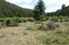 Euchorthippus elegantulus: Habitat (Spain, Sierra de Albarracin, Moscardon, late July 2017) [N]