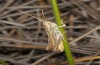 Euchorthippus elegantulus: Männchen (Feuchtcrau, S-Frankreich, September 2018) [N]