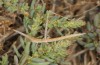 Truxalis eximia: Larve (Zypern, Akrotiri, November 2016) [N]