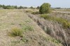Morphacris fasciata: Habitat (Spain, Cadiz, Benalup Casas-Viejas, early October 2022) [N]