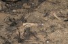 Morphacris fasciata: Weibchen (Spanien, Cadiz, Benalup Casas-Viejechas, Anfang Oktober 2022) [N]