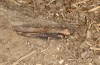 Morphacris fasciata: Female (Spain, Cadiz, Benalup Casas-Viejas, early October 2022) [N]