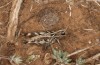 Omocestus femoralis: Weibchen (Spanien, Jaen, Santiago de la Espada, 1700m, 02.10.2022) [N]