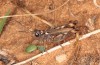 Omocestus femoralis: Männchen (Spanien, Jaen, Santiago de la Espada, 1700m, 02.10.2022) [N]