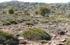 Omocestus femoralis: Habitat (Spanien, Jaen, Santiago de la Espada, 1700m, 02.10.2022) [N]