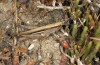 Duroniella fracta: Weibchen (Samos, Alyki-See, Mai 2017) [N]