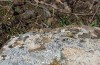 Oedipoda fuscocincta: Imago (Sardinien, Giara di Gesturi, Ende September 2018) [N]