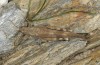 Oedipoda fuscocincta: Weibchen (Sardinien, Gennargentu, Bruncu spina, Ende September 2018) [N]