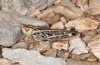 Stenobothrus graecus: Weibchen (Peloponnes, Taygetos, Anfang August 2019) [N]