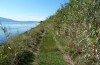 Tropidopola graeca: Habitat ssp. transjonicus (Italien, Gargano, Lago di Varano, Ende September 2016) [N]