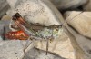 Stenobothrus grammicus: Männchen (Mont Ventoux, 1600m NN, Anfang Oktober 2014) [N]