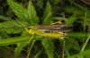 Stetophyma grossum: Male (Mainhardt near Schwäbisch Hall, August 2010) [N]