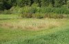 Stetophyma grossum: Habitat: silting pond with extensive wet meadow in the surrounding [N]