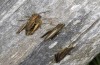 Chorthippus karelini: Zwei Männchen zusammen mit einem Weibchen von Ch. dorsatus sonnend auf einem Weidezaunpfosten (Kalabrien, Sila-Gebirge, Lago Arvo, Anfang Oktober 2023) [N]