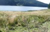 Chorthippus karelini: Habitat (Kalabrien, Sila-Gebirge, Lago Ampollino, Anfang Oktober 2023) [N]