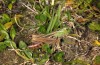 Stenobothrus lineatus: Weibchen (NW-Italien, Tende-Pass, 2000m, September 2018) [N]