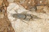 Sphingonotus lluciapomaresi: Männchen (Andalusien, Hügelland SE Motril, Ende September 2017) [N]