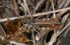 Myrmeleotettix maculatus: Männchen (Ostalb, September 2010) [N]